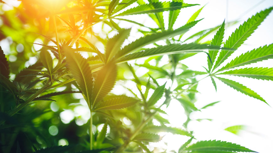 CBD olej. Návrat k přírodní medicíně