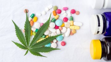 Cannabis vs. antibiotic-resistant bacteria