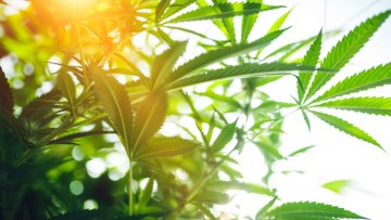 CBD oil. A return to natural medicine